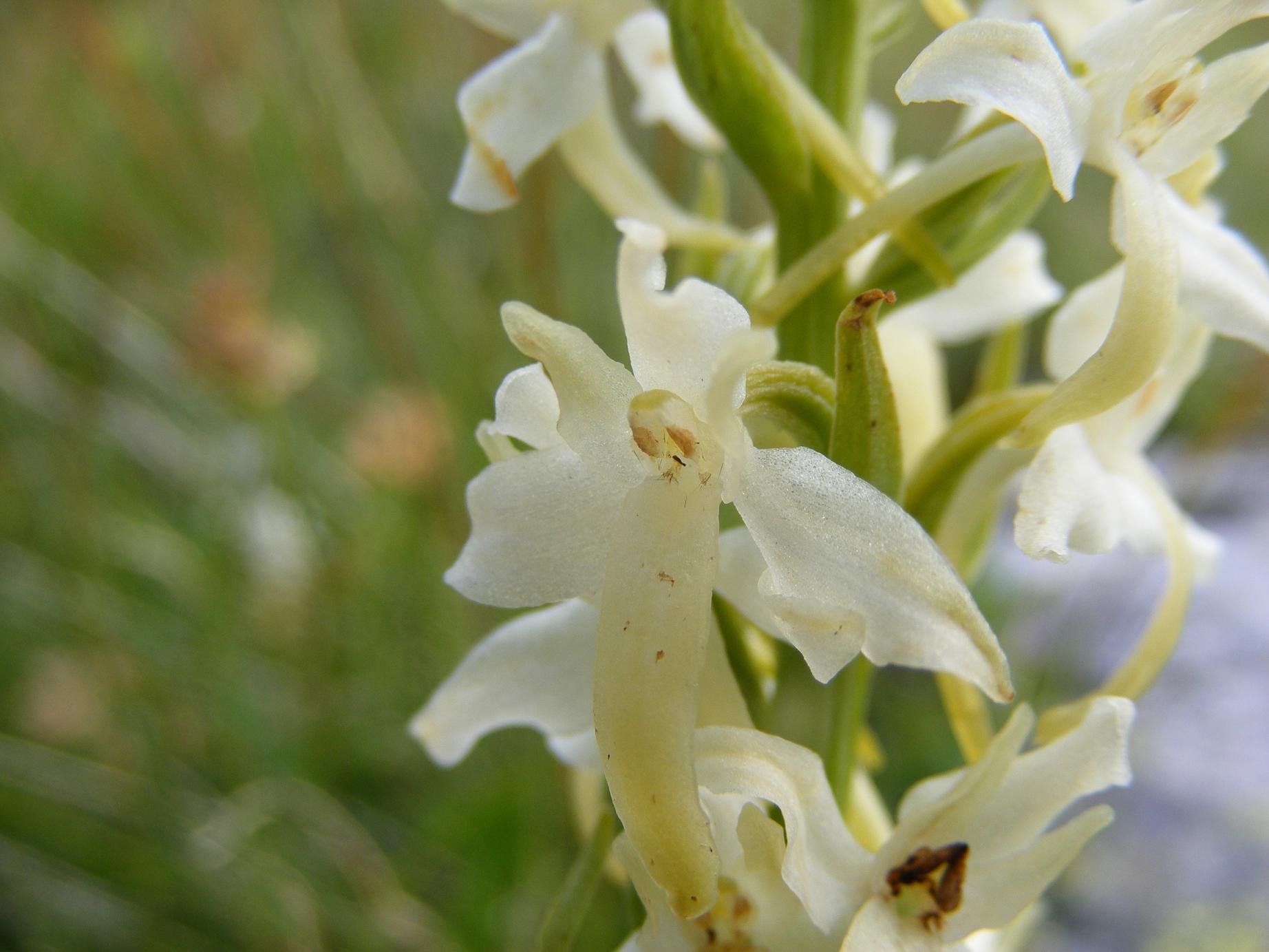 bianca da identificare